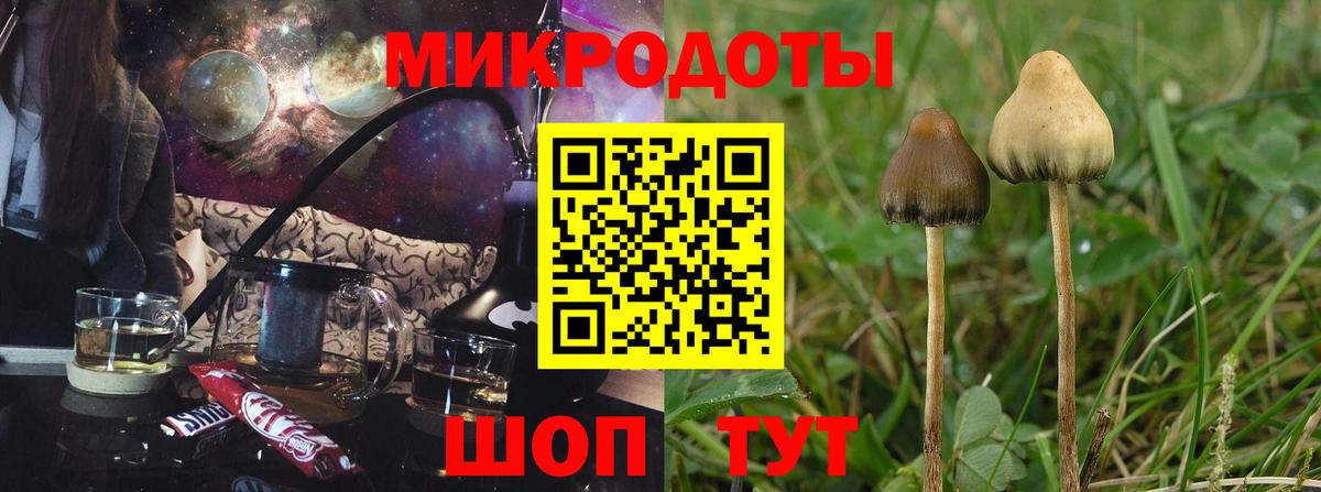 Бузулук  Псилоцибиновые грибы Psilocybe  Вход с VPN 